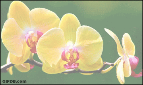 An Ad For Orchid Pots For Sale Shows A Map Of The Area GIF