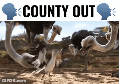 An Advertisement For County Out Features Ostrich Heads GIF