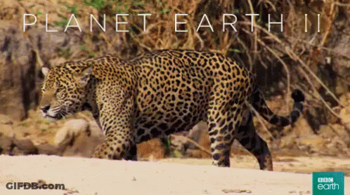 An Advertisement For Planet Earth Ii Shows A Jaguar Walking On The Beach GIF
