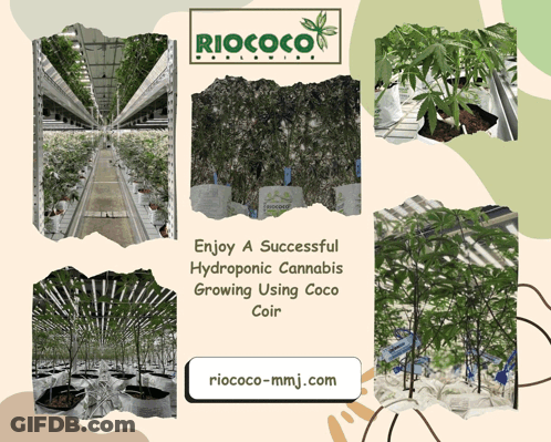An Advertisement For Riococo Worldwide Shows A Greenhouse Filled With Lots Of Plants GIF