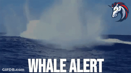 An Advertisement For Whale Alert With A Unicorn On It GIF