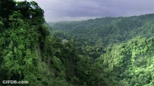 An Aerial View Of A Lush Green Forest With The Bbc Logo In The Background GIF