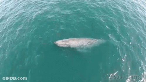 An Aerial View Of Two Whales In The Ocean With Visual Burrito Written On The Bottom Right GIF