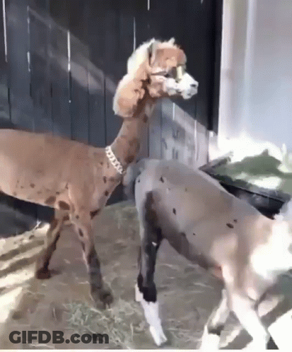 An Alpaca And A Dalmatian Are Standing Next To Each Other . GIF