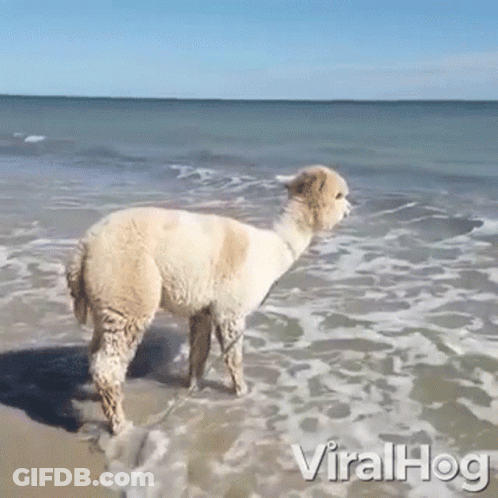 An Alpaca Is Standing In The Water On The Beach GIF