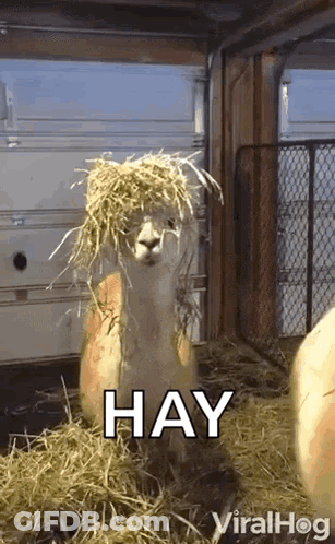 An Alpaca With A Bunch Of Hay On Its Head Is Sitting In A Pile Of Hay . GIF