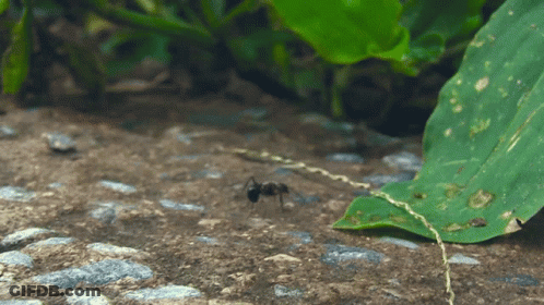An Ant Is Crawling On The Ground Near A Leaf GIF