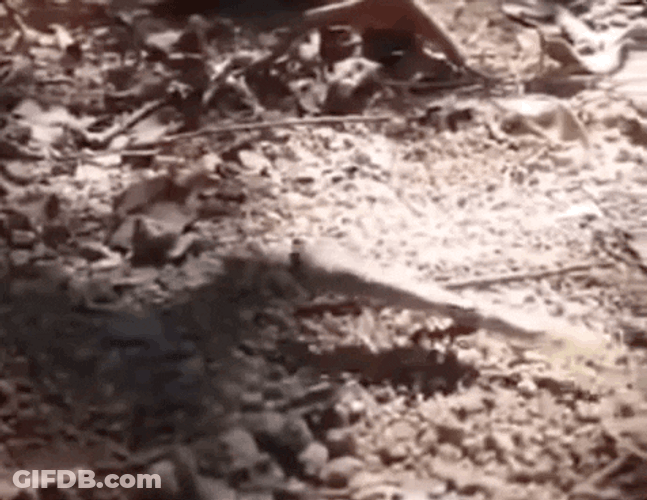 An Ant Stealing A Puff GIF