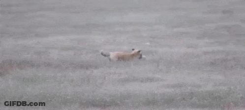 An Eagle Is Flying Over A Field With A Cat In Its Beak . GIF