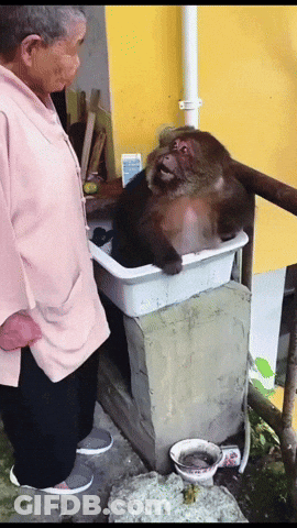 An Elderly Woman Stands Next To A Monkey In A White Container GIF