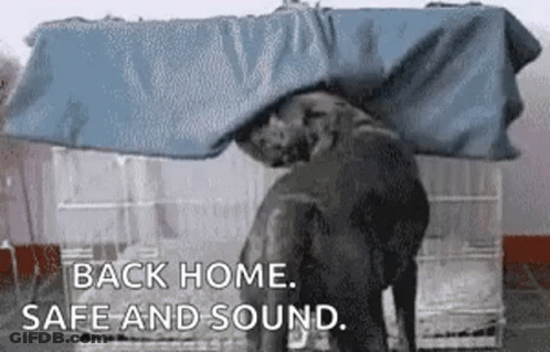 An Elephant Is Standing Under A Blue Tarp . GIF