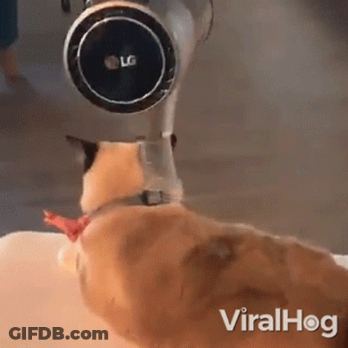 An Lg Vacuum Cleaner Is Being Used To Clean A Cat 'S Nose GIF