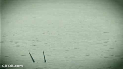 An Omg It 'S A Shark Poster With A Shark In The Water GIF