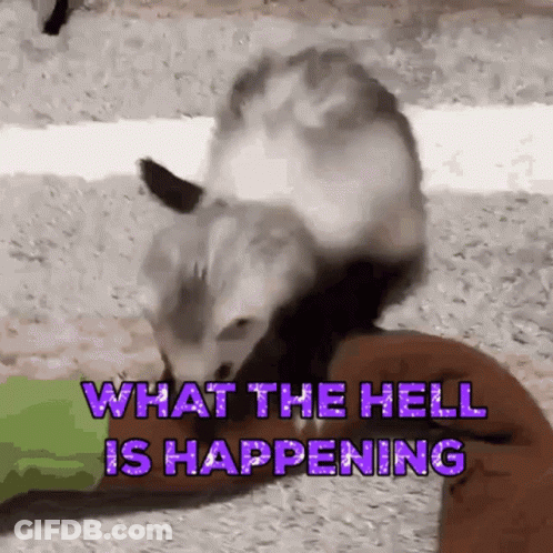 An Opossum Is Sitting On Top Of Another Opossum With The Words What The Hell Is Happening Written Above It . GIF