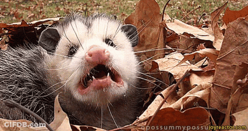 An Opossum Laying In A Pile Of Leaves With Its Mouth Wide Open GIF
