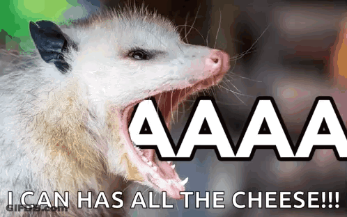 An Opossum With Its Mouth Open And The Words " I Can Has All The Cheese " GIF