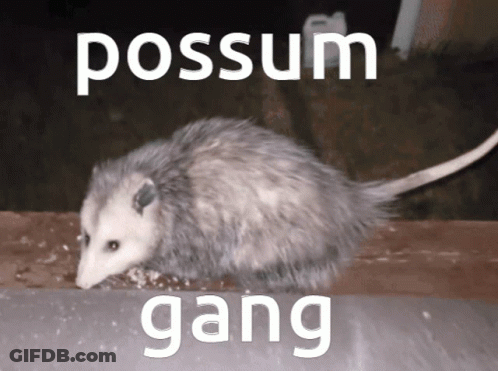 An Opossum With The Words Possum Gang Written On The Bottom GIF