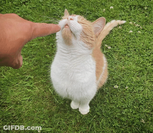 An Orange And White Cat Is Being Petted By A Person 'S Finger GIF