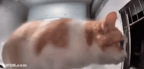 An Orange And White Cat Is Laying In A Refrigerator . GIF