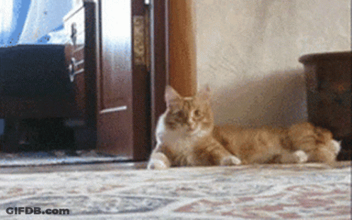 An Orange And White Cat Is Laying On A Rug In A Room GIF