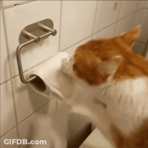 An Orange And White Cat Is Playing With A Roll Of Toilet Paper GIF