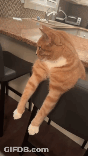 An Orange And White Cat Is Sitting On A Bar Stool In A Kitchen GIF