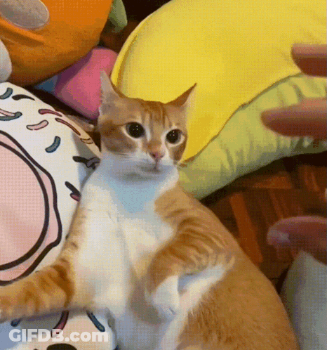 An Orange And White Cat Is Sitting On A Bed Next To A Pillow . GIF