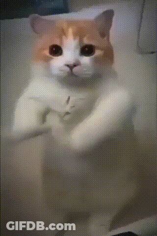 An Orange And White Cat Is Standing On Its Hind Legs In A Bathtub GIF