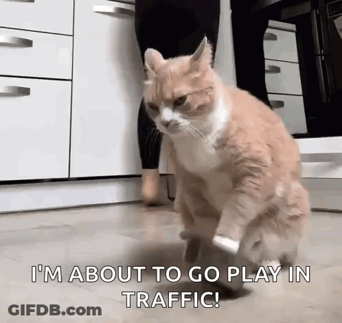 An Orange And White Cat Is Standing On Its Hind Legs In A Kitchen . GIF