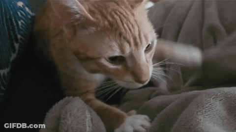 An Orange And White Cat Laying On A Blanket Looking At The Camera GIF