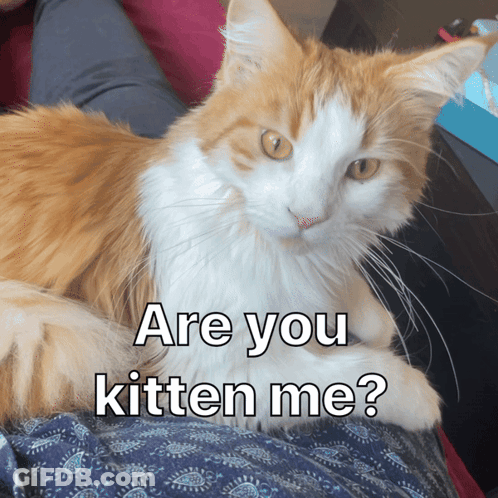 An Orange And White Cat Laying On A Person 'S Lap With The Caption " Are You Kitten Me " Above It GIF