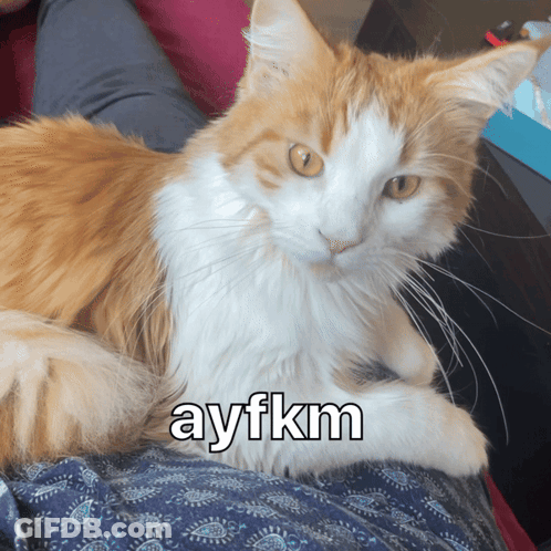 An Orange And White Cat Laying On A Person 'S Lap With The Caption Ayfkm GIF
