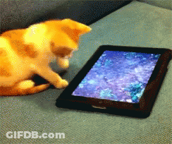 An Orange And White Cat Playing With A Tablet GIF