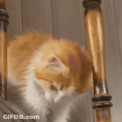 Orange And White Cat On Stairs Oh GIF