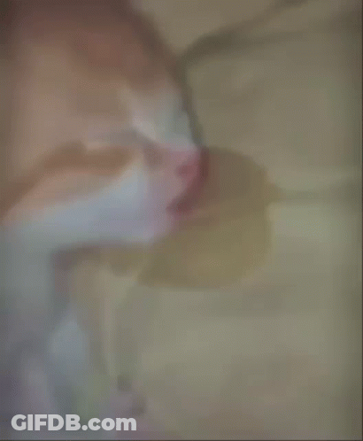 An Orange And White Cat Sleeping On A Bed GIF