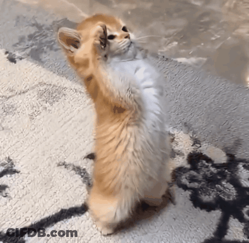 An Orange And White Cat Standing On Its Hind Legs On A Carpet GIF