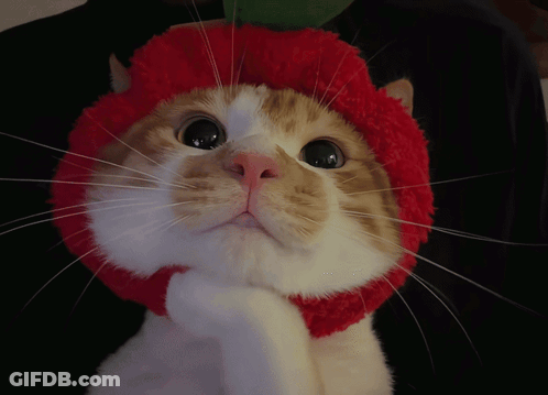An Orange And White Cat Wearing A Red Hat Looks At The Camera GIF