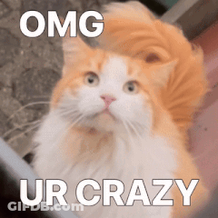 An Orange And White Cat With The Words Omg Ur Crazy Written Above It GIF