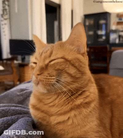 An Orange Cat Is Laying On A Couch With Its Eyes Closed And The Caption I Amgooseontheloose GIF