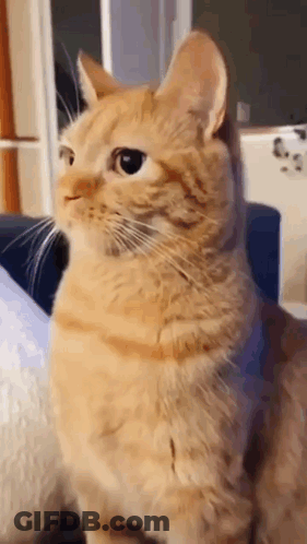 An Orange Cat Is Sitting On A Blue Couch And Looking At The Camera . GIF