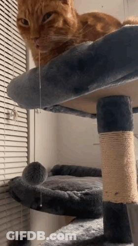 An Orange Cat Is Sitting On A Cat Tree GIF