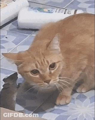 An Orange Cat Is Standing On A Tiled Floor Next To A Bottle Of Shampoo GIF