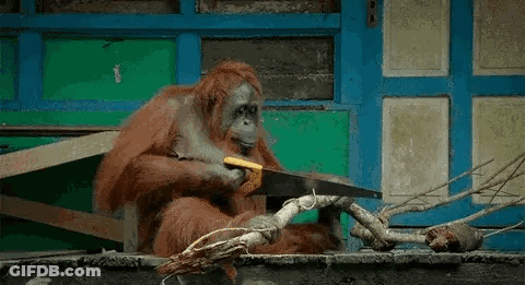 An Orangutan Is Cutting A Branch With A Saw While Sitting On A Bench . GIF