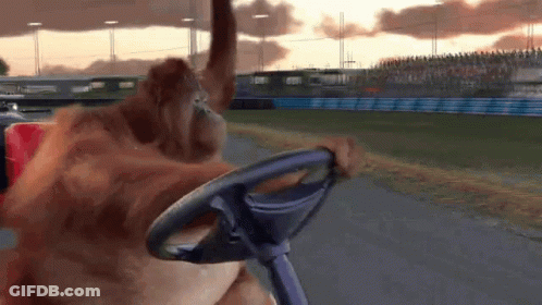 An Orangutan Is Holding A Steering Wheel In Front Of A Crowd GIF