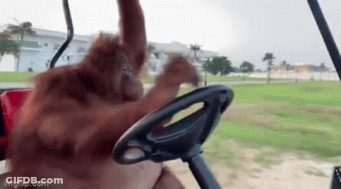 An Orangutan Is Sitting In The Driver 'S Seat Of A Golf Cart And Playing With The Steering Wheel . GIF
