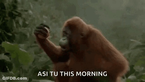 An Orangutan Is Standing In The Jungle Eating A Banana . GIF