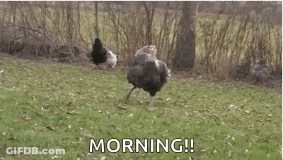 An Ostrich Is Standing In A Grassy Field With A Message That Says Morning . GIF