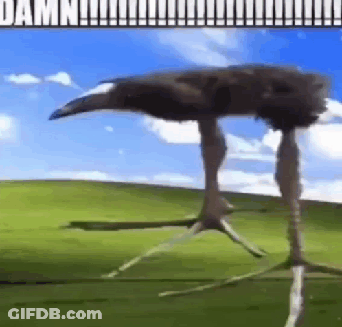 An Ostrich With Very Long Legs Is Standing In A Field . GIF