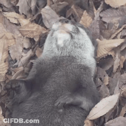 An Otter Is Laying On Its Back In A Pile Of Leaves Looking Up GIF
