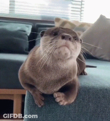 An Otter Is Sitting On A Blue Couch And Looking At The Camera . GIF
